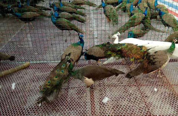 四川棋海野生動物養殖有限公司
